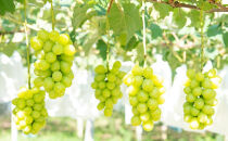 ★お届けは2026年8月から！★ 　産地直送 シャインマスカット約1キロ入り