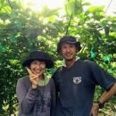 【先行受付】奄美大島産&nbsp;パッションフルーツ&nbsp;ご家庭用3kg（32～35個入）【果物&nbsp;くだもの&nbsp;パッションフルーツ&nbsp;南国&nbsp;トロピカルフルーツ&nbsp;美味しい&nbsp;&nbsp;フルーツ&nbsp;新鮮&nbsp;国産&nbsp;健康&nbsp;果汁&nbsp;夏&nbsp;季節の果物&nbsp;贈り物&nbsp;鹿児島県&nbsp;奄美大島&nbsp;瀬戸内町】