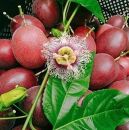 【先行受付】奄美大島産&nbsp;パッションフルーツ&nbsp;ご家庭用3kg（32～35個入）【果物&nbsp;くだもの&nbsp;パッションフルーツ&nbsp;南国&nbsp;トロピカルフルーツ&nbsp;美味しい&nbsp;&nbsp;フルーツ&nbsp;新鮮&nbsp;国産&nbsp;健康&nbsp;果汁&nbsp;夏&nbsp;季節の果物&nbsp;贈り物&nbsp;鹿児島県&nbsp;奄美大島&nbsp;瀬戸内町】