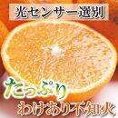 ＜2月より発送＞家庭用 不知火2.5kg+75g（傷み補償分）【デコポンと同品種・人気の春みかん】【わけあり・訳あり】【光センサー選別】