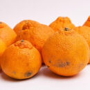 ［先行予約］家庭用 不知火2.5kg+250g（傷み補償分）［デコポンと同品種・人気の春みかん］［わけあり・訳あり］［IKE120］