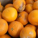 ＜2月より発送＞&nbsp;家庭用&nbsp;清見オレンジ4kg+120g（傷み補償分）光センサー食頃出荷&nbsp;訳あり&nbsp;わけあり