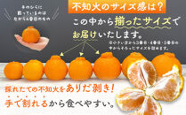 不知火&nbsp;(しらぬい)&nbsp;秀品&nbsp;玉ぞろい&nbsp;箱込&nbsp;2.5kg&nbsp;(内容量約2.3kg)&nbsp;&nbsp;和歌山県産&nbsp;産地直送［みかんの会］