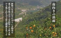 古豪の産地 田口の不知火 7玉木箱入 特選品 産地直送 贈答用 数量限定 【みかんの会】