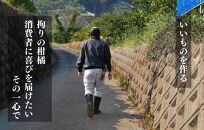 古豪の産地 田口の不知火 7玉木箱入 特選品 産地直送 贈答用 数量限定 【みかんの会】