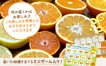 旬の柑橘食べ比べ&nbsp;柑橘ごろごろ&nbsp;3種&nbsp;箱込&nbsp;2.5kg(内容量&nbsp;2.3kg)&nbsp;秀品&nbsp;優品&nbsp;混合&nbsp;和歌山県産&nbsp;産地直送&nbsp;【おまけ付き】【みかんの会】