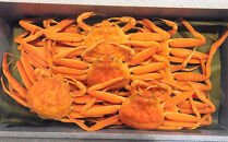 香箱ガニ　10杯　ボイル