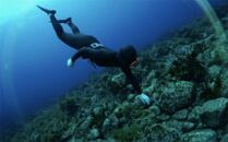 海女手摘み　塩蔵わかめ