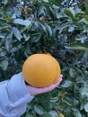 ◆【先行予約2022年12月以降発送】マルナカ農園の果汁たっぷりジューシーな八朔約５kg・Lサイズ