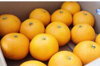 ◆【先行予約2022年12月以降発送】マルナカ農園の果汁たっぷりジューシーな八朔約５kg・Lサイズ