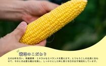 【先行予約】北海道江別産　とうもろこし　恵味ゴールド　(6本）2024年8月より発送開始