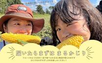 【先行予約】北海道江別産　とうもろこし　恵味ゴールド　(12本）2024年8月より発送開始