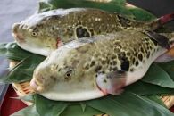 ★最高級天然とらふぐの刺身2皿セット(4～5人前)【配達不可地域有】