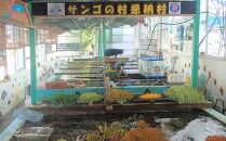 チケット サンゴ苗作り体験 ｜ 沖縄サンゴの村【恩納村ラグーン】