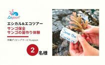 沖縄サンゴの村でサンゴ苗作り体験(2名または2株)【恩納村ラグーン】
