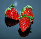 まりひめ&nbsp;6パック&nbsp;［2025年3月発送分］