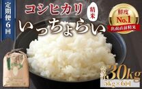 【令和6年産新米】【一等米】《定期便6回》いっちょらい 精米 5kg（計30kg）／ 福井県産 ブランド米 コシヒカリ ご飯 白米 新鮮 大賞 受賞 新米 福井県あわら産