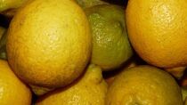 無農薬　新鮮レモン　2.5kg(18～25個程度）