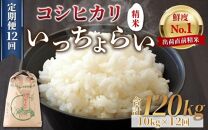 【令和6年産新米】【一等米】《定期便12回》いっちょらい 精米 10kg（計120kg） ／ 福井県産 ブランド米 コシヒカリ ご飯 白米 新鮮 大賞 受賞 新米 福井県あわら産