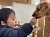 「てとて、ぺっとのごはん」獣医と作ったえぞ鹿肉霊芝の半なまドッグフード_01545