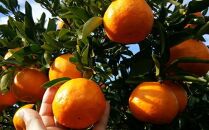［厳選・濃厚］紀州有田産のはるみ約5kg(M～Lサイズおまかせ)&nbsp;★2027年1月下旬頃より順次出発送［TM28］