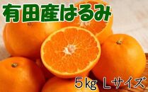 【厳選・濃厚】紀州有田産のはるみ約5kg(Lサイズ) ★2025年1月中旬頃より順次出発送【TM28】