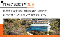 紀の国みかんどり　フライドチキン