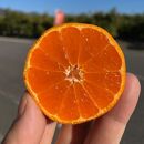 【完熟みかんと清見２種】越冬完熟みかん、清見オレンジ１００％無添加ジュースセット