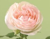 【受付終了】薔薇の新苗　ピエールドゥロンサール ４鉢