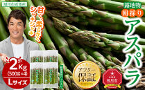 【2026年先行予約】朝採りアスパラ Lサイズ 2kg（500g×4）鮮度保持パック入り 旭川近郊産 露地物(5月中旬発送開始予定) 【 アスパラ アスパラガス 朝採り とれたて 野菜 旬 小分け 保存 産直 産地直送 お取り寄せ 旭川市 北海道 送料無料 】_01591