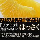 【有田川町】みかん はっさく 八朔 1500g 訳あり  ブランド 和歌山 有田みかん ありだみかん