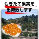 【有田川町】バレンシアオレンジ 4kg バレンシア バレンシャ 和歌山 ブランド 有田みかん ご家庭用