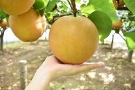 にっこり　5kg箱（梨）【フルーツ&nbsp;果物&nbsp;くだもの&nbsp;食品&nbsp;人気&nbsp;おすすめ&nbsp;】