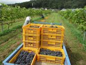 山雫ロッソ:地元産ぶどう100％の赤ワイン（720ml）