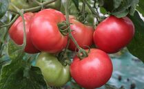 完熟 トマトジュース 950ml×6本 樹上完熟の特別栽培トマト使用_01624