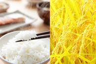 新潟産コシヒカリ&nbsp;10kg&nbsp;令和7年産&nbsp;精米&nbsp;白米