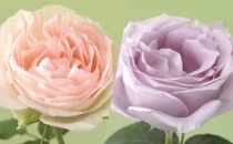 【受付終了】薔薇の新苗　混合4鉢　ピエールドゥロンサール ＋ブルームーン 