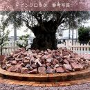 庭石  ピンクロック（90～150mm） 1袋（約20kg）割栗石 大理石 天然石 ロックガーデン
