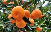 [秀品]和歌山有田みかん約4kg(2Lサイズ)&nbsp;★2026年11月中旬頃より順次発送［TM199］