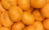 [秀品]和歌山有田みかん約4kg(2Lサイズ)&nbsp;★2026年11月中旬頃より順次発送［TM199ww］