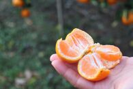 数量限定　農家直送　無添加　柑橘ジャム30g×8個
