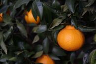数量限定　農家直送　無添加　柑橘ジャム30g×8個