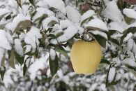 冬恋はるか （2.5kg／8～11個）【季節限定・数量限定】りんご はるか 蜜入り