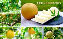 【約3kg】庄内梨の藤原　お楽しみセレクト　樹上完熟☆農家直送　8月上旬から発送　期間限定　大分県由布市特産品　＜庄内梨の藤原＞ | 期間限定 数量限定 季節限定 果物 フルーツ 梨 幸水 豊水 あきづき 新高 豊里 完熟 3kg 送料無料 湯布院 由布院 大分県 大分 九州 ゆふいん BR001