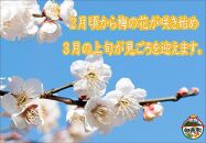 【家庭用】紀州南高梅　はちみつ梅　1.2kg