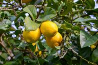 《6本セット・リモンチェッロ》綺麗な湧水で育てた完熟レモンでつくりました！