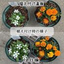 【ヨードクリーン】培養土（花の土）18L×３袋（計54L）