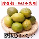 ＜9月より発送＞家庭用 黒潮レモン4kg+120g（傷み補償分）【和歌山有田産】【防腐剤・WAX不使用、安心の国産レモン】【わけあり・訳ありレモン】