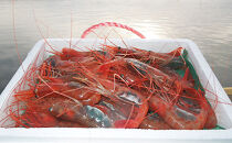 活〆能登とき海老（活〆甘えび）130尾前後（1600～1800ｇ）