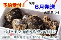 【予約！来年６月発送】ヨコタ礁天然岩牡蠣（生食用）大６個